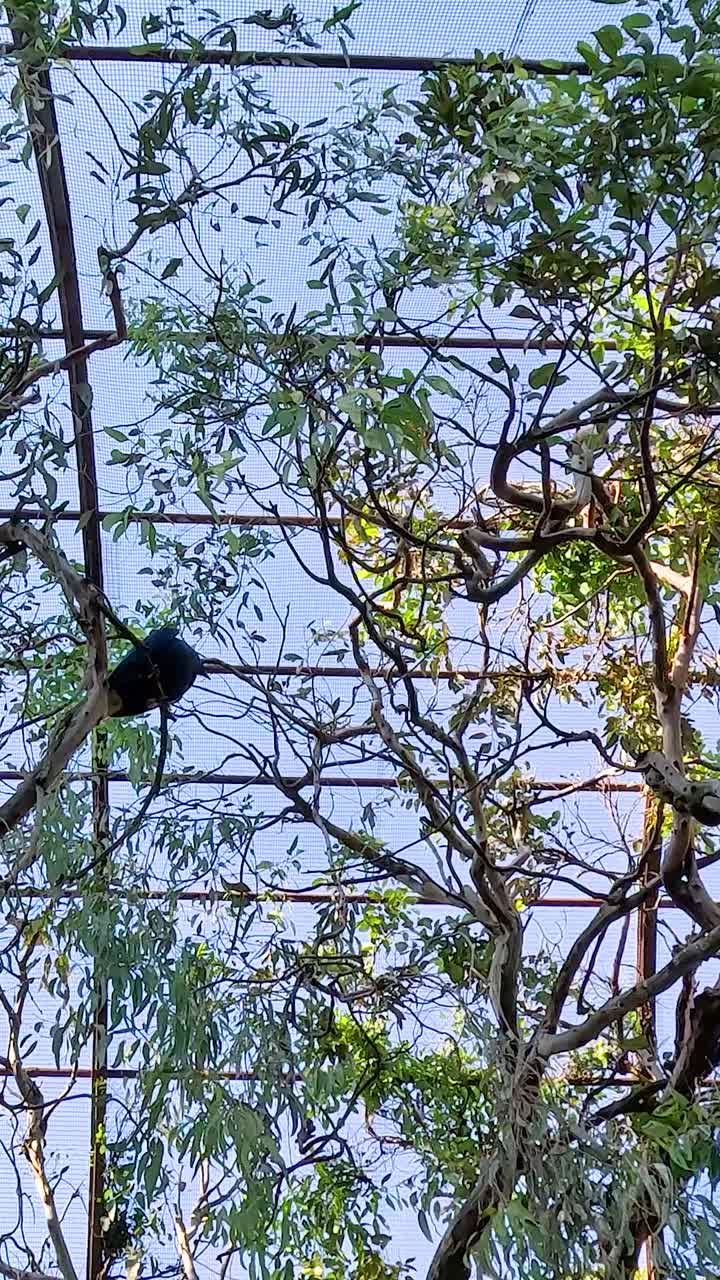 aves volando dentro de un exuberante aviario del zoológico