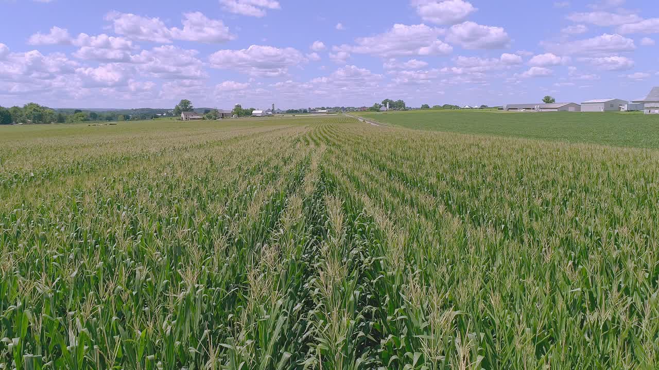 una vista cercana de las filas de tallos de maíz verde que viajan a lo largo de las filas en un día soleado de verano parcialmente nublado