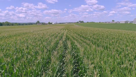 A-Drone-Close-View-of-Rows-of-Green-Corn-Stalks-Traveling-Along-the-Rows-on-a-Sunny-Partial-Cloudy-Summer-Day