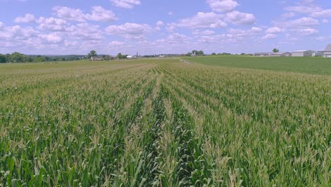 a drone close view of rows of green corn stalks traveling along the rows on a sunny partial cloudy summer day