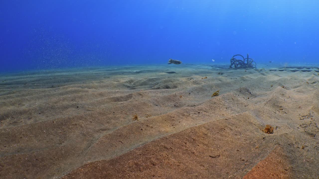 Almindelig blæksprutte (Sepia Officinalis) undslipper nær forladte reb på sandet havbund