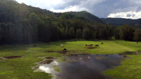 antena: rastreo de drones alrededor de un campo de caballos pastando en un campo húmedo