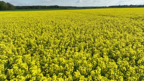 aerial drone above rapeseed field plantation with blue sky