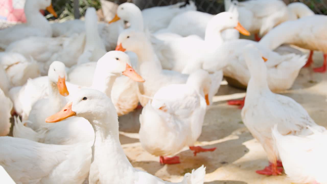 Un grande gruppo di anatre bianche con becchi arancioni si stringe insieme in una fattoria