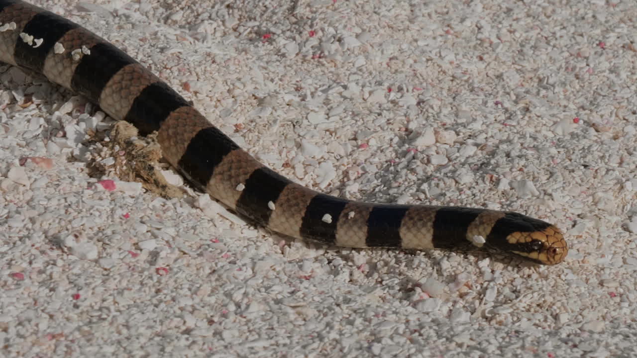 cerca de la venenosa krait de mar de nueva caledonia deslizándose lentamente por la playa