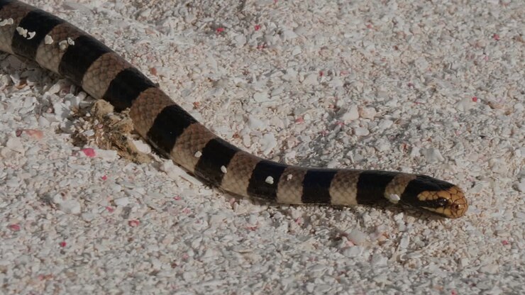 Close-up van giftige Nieuw-Caledonische zeekrait die langzaam over het strand kruipt