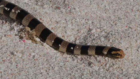 Cerca-De-La-Venenosa-Krait-De-Mar-De-Nueva-Caledonia-Deslizándose-Lentamente-Por-La-Playa