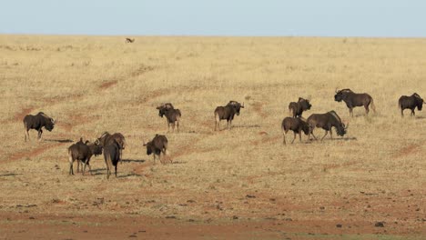 Herd-of-black-wildebeest-in-grassland,-Mokala-National-Park,-South-Africa