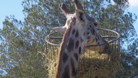 primer plano de una jirafa comiendo heno de una cesta suspendida en el aire