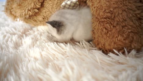 little kitten sleeps on a fluffy blanket