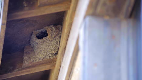 Compañeros-De-Golondrina-Dejando-El-Nido-De-Barro-En-Las-Vigas-Para-Cazar-Insectos-Para-Alimentar-A-Sus-Polluelos