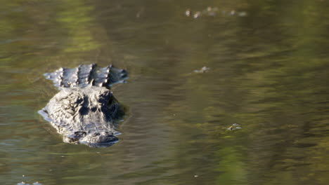 alligator in water looking at camera and slowly blinking