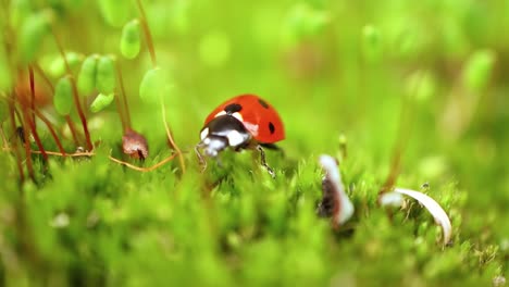 close-up wildlife of a ladybug in the green grass in the forest