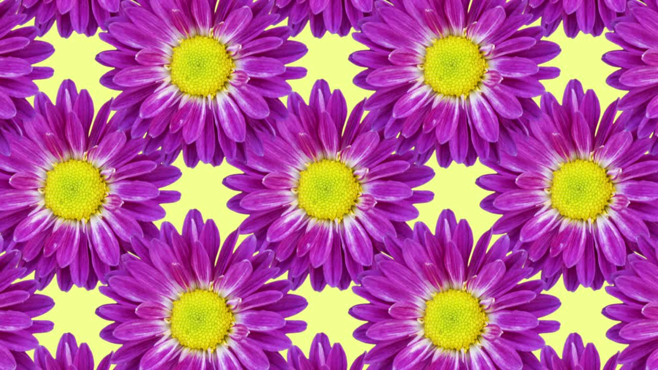 crisantemos sobre un fondo amarillo. patrón animado de bucle sin costuras floral
