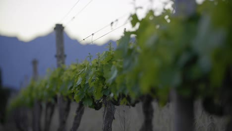 Hileras-De-Viñedos-Jóvenes,-Hora-Dorada-De-La-Mañana,-Montaña-Azul-En-El-Fondo-Antes-Del-Amanecer,-Enfoque-Entrando-Y-Saliendo-De-Primer-Plano,-Stellenbosch