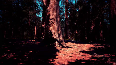 Secuoyas-Gigantes-En-El-Bosque-Gigante-Del-Parque-Nacional-De-Secuoyas