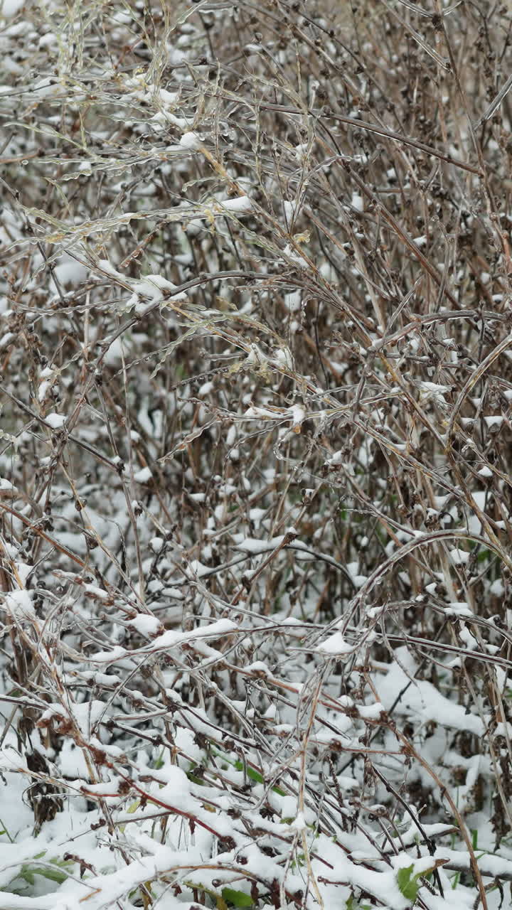 눈으로 인 건조한 가지들이 밀접하게 여 있으며, 복잡한 겨울의 질감과 얼어붙은 세부 사항을 보여 주며, 얼어 붙은 줄기와 조용한 배경으로 평온한 자연 장면을 만니다.
