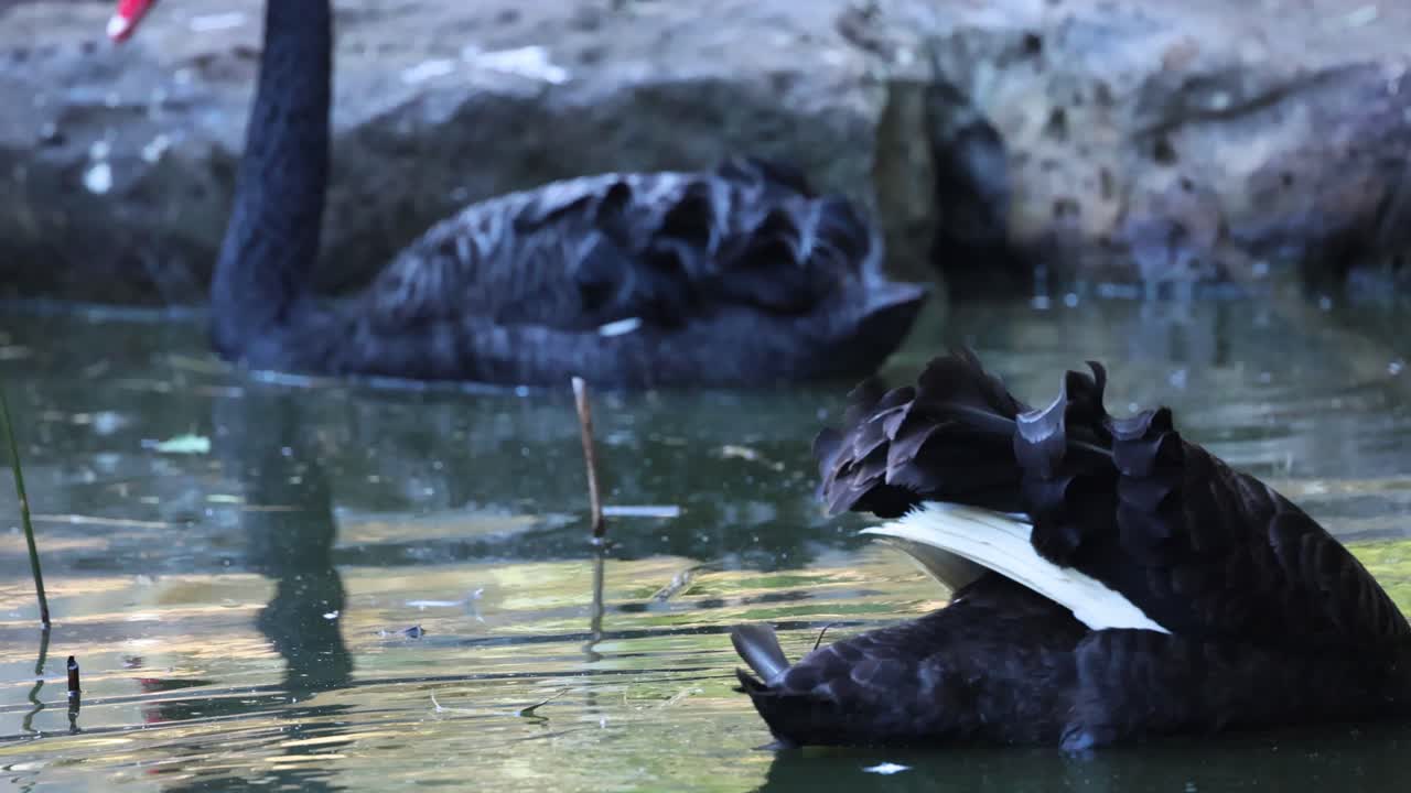 cisnes negros interactuando en un estanque