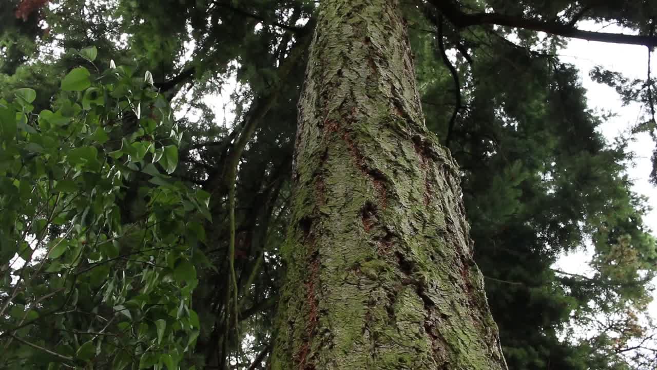 自然界中一棵树干的镜头