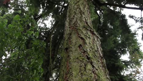 a shot of a tree trunk in nature