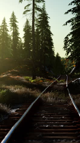 a view of railroad tracks in a forest