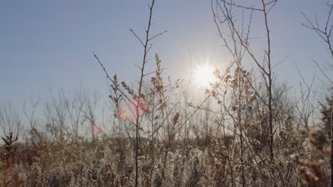 Tall-wheat-grass-with-sunlight-and-blue-sky-shining-behind-in-Texas-countryside