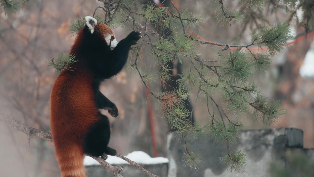 Panda červená sedící na tenké větvi borovice v lese.