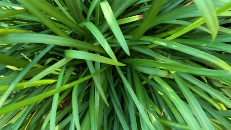 close-up of green plants in melbourne park