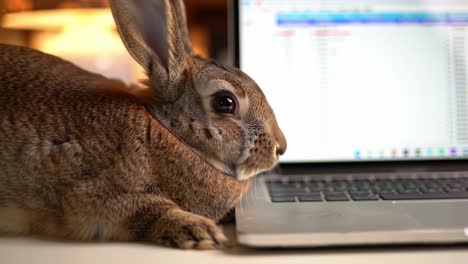 a curious rabbit exploring a laptop's keyboard, fascinated by the bright screen and digital data, captured in two engaging frames of office life