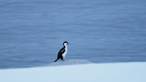 Antarctic-Shag-Bird-in-Antarctica,-Seabird-on-Rock-with-Ocean-and-Sea-Background-with-White-Snow-and-Ice-Perched-and-Perching-on-Antarctic-Peninsula-Coast,-Amazing-Seabird-Wildlife-in-Antarctica