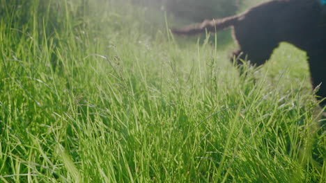 wild british green grass meadow blowing in the wind