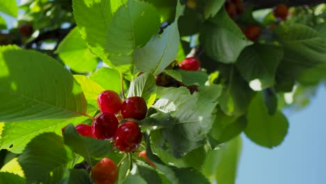 Close-up-view-on-a-cherry-tree-branch-full-of-red-cherries