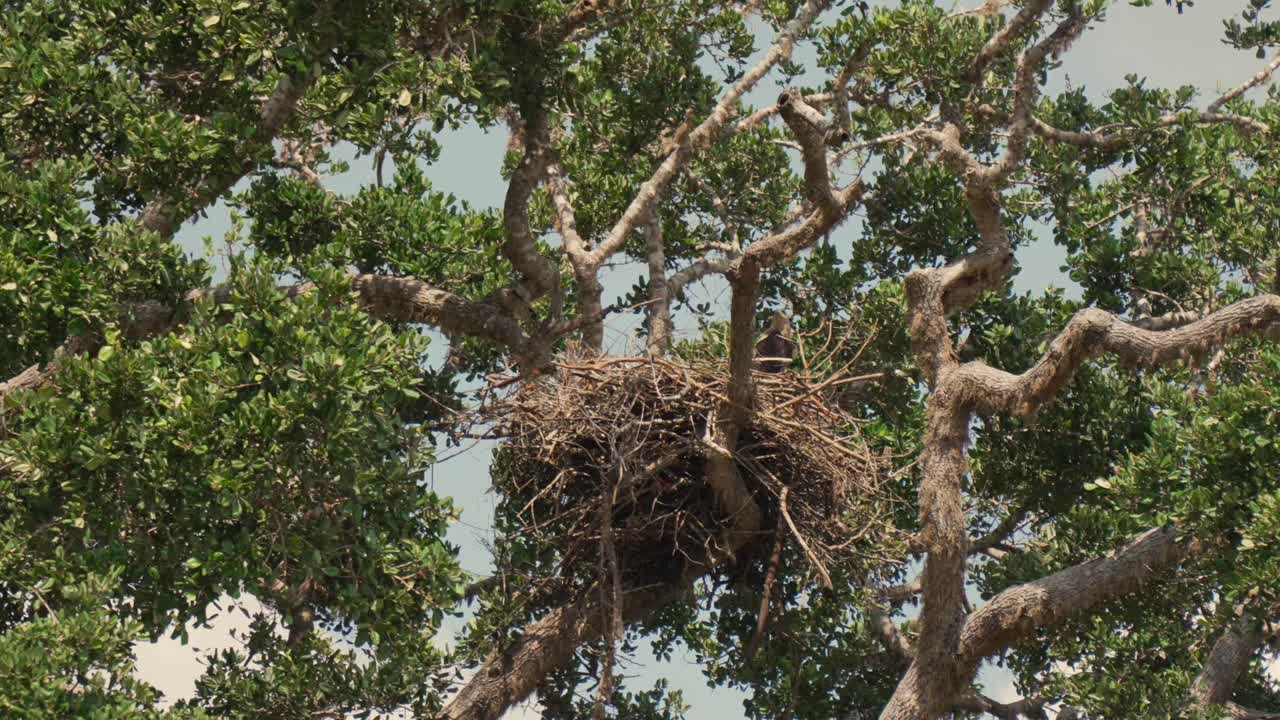 Eagle perched in large nest high in tree, seen in Yala National Park, Sri Lanka
