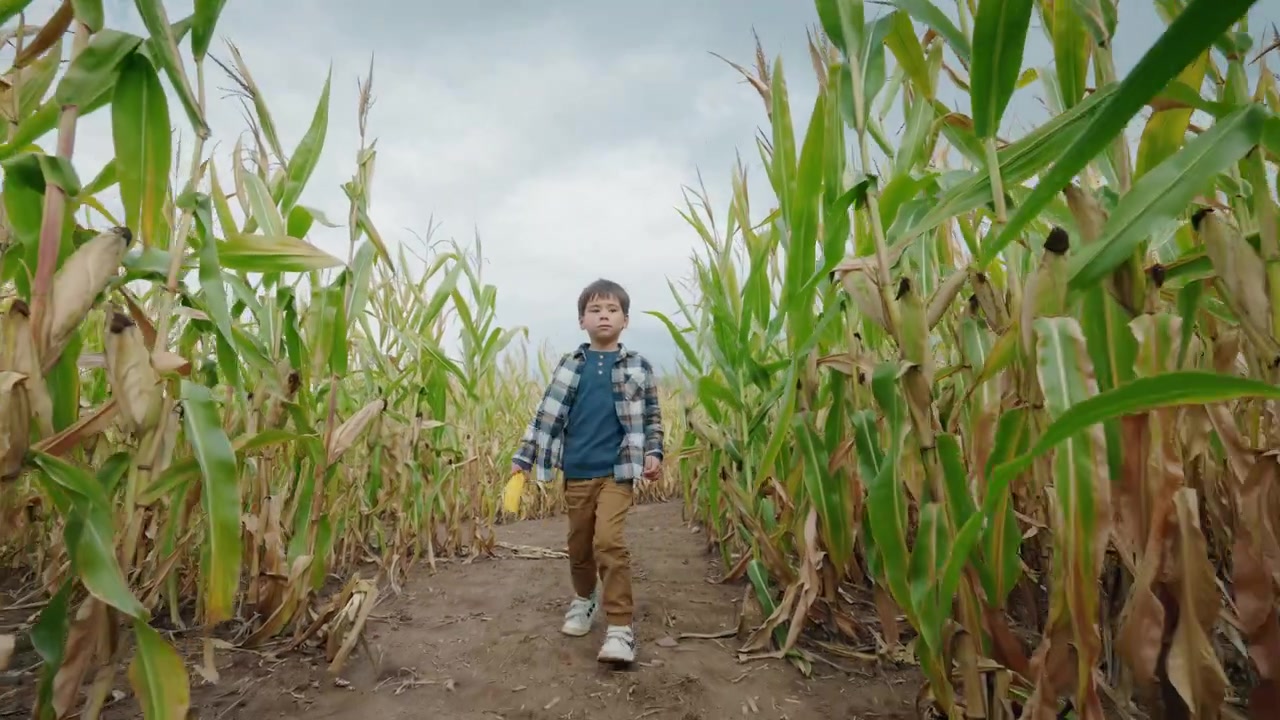Asian Boy Carrying Ear of Corn Along Corn Maze Path