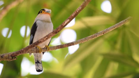 The-Silver-breasted-Broadbill-is-a-famous-bird-in-Thailand,-both-local-and-international