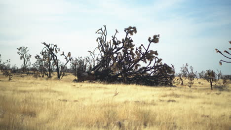 Vista-De-ángulo-Bajo-De-árboles-Secos-Caídos-En-El-Desierto