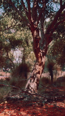 un árbol grande con un tronco grueso y ramas, en un entorno forestal.