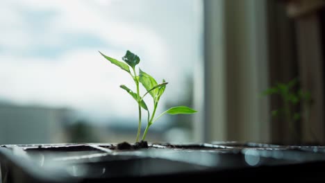 A-Hand-Touching-Growing-Seedling-Indoor