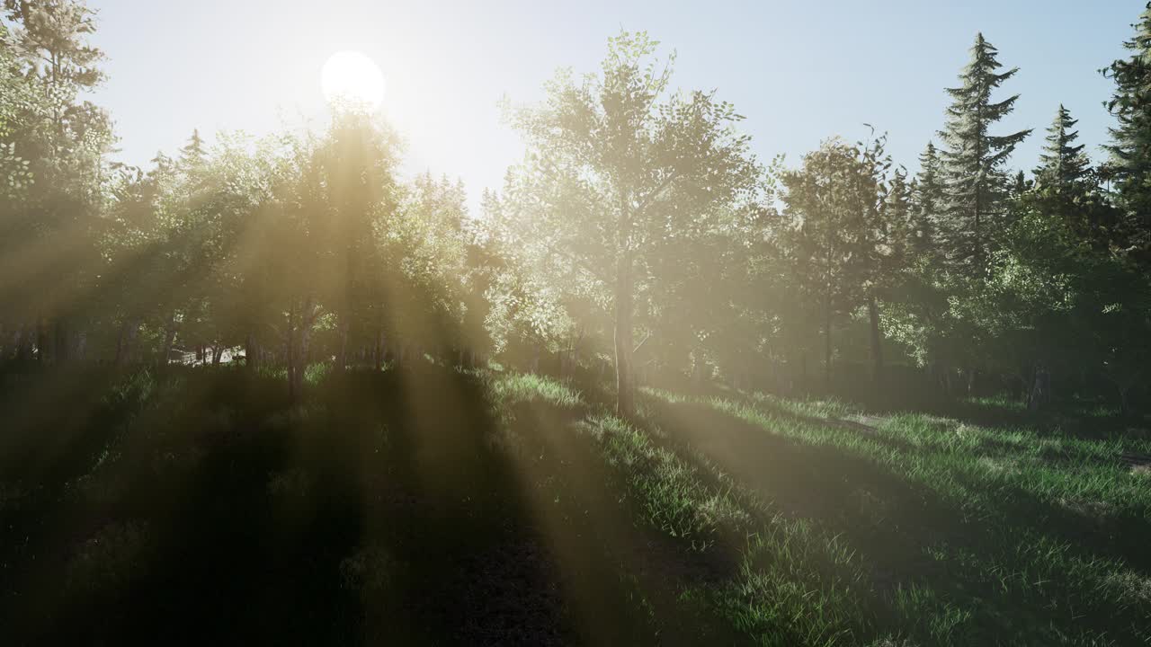 árboles verdes saludables en un bosque
