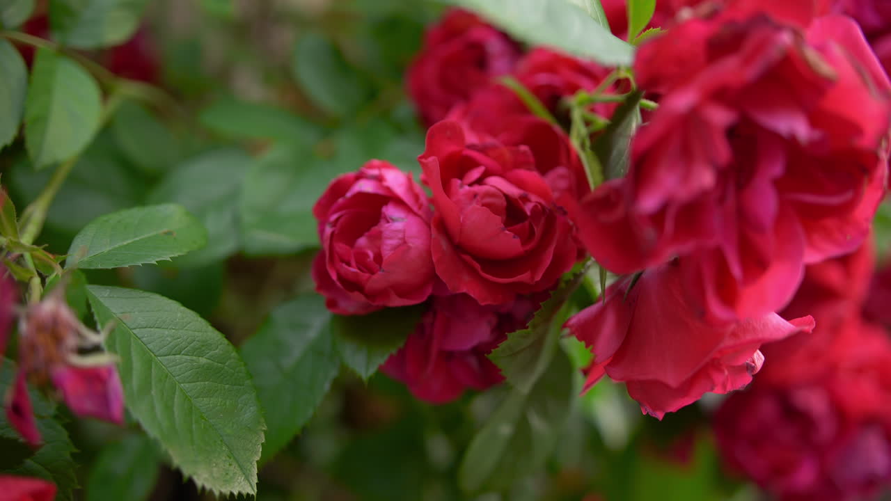 rosas rojas reales naturales