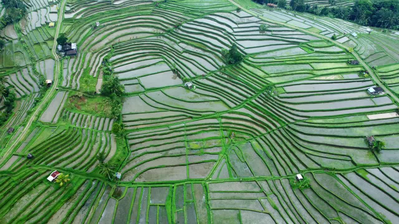 imágenes aéreas de drones en 4k: terrazas de arroz de jatiluwih verde unesco, ubud, bali