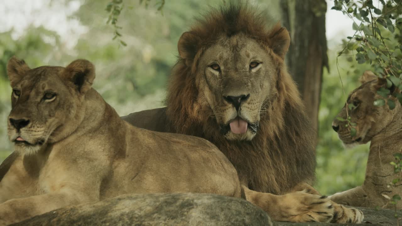 león macho dominante rodeado de hembras de su orgullo, en la sabana africana