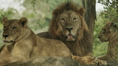 dominant male lion surrounded by females of his pride, in african savannah