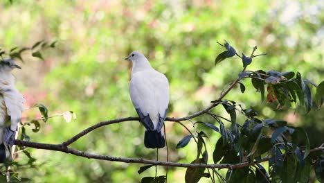 pigeon perched on branch in natural habitat