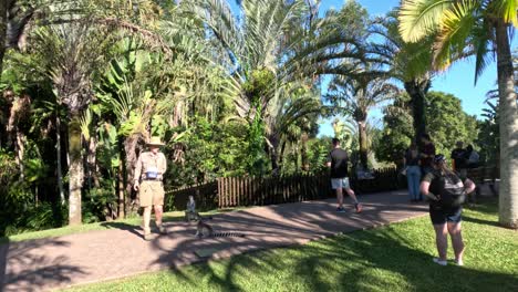 lemurs in a tropical park