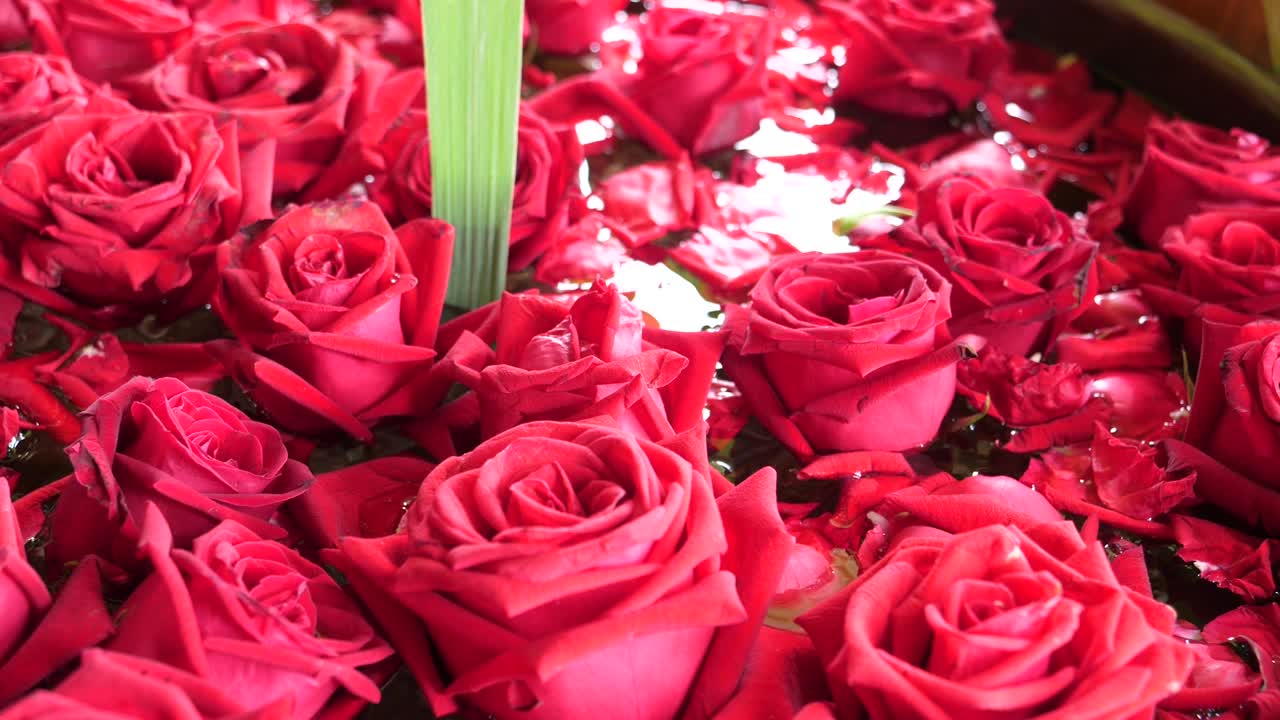 Bunch of Beautiful Fresh Blooming Red Roses, Close Up
