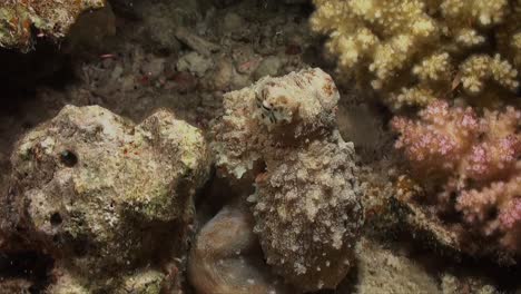 octopus changing color while walking over coral reef at night