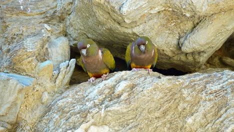 two burrowing parakeets on a cliff near the nest placed inside a hole