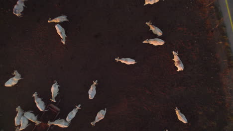 top down view on white charolais cows cattle on a dark basalt soil in the golan heights, israel - special angle with the soil background - rising up shot