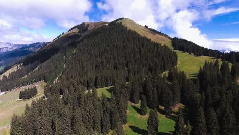 Flight-over-fir-trees-in-mountain